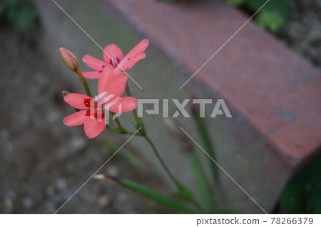 Iris Iris 78266379