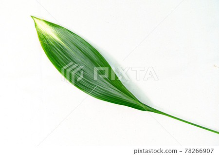 green leaves on a white background 78266907