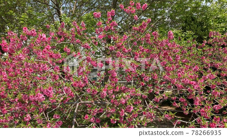 Flowers in full bloom Flowers in full bloom 78266935