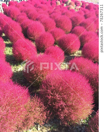 Kokia-感受秋天的到來- 78267311