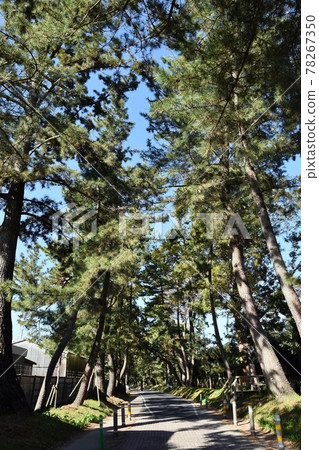 Oil pine trees 78267350