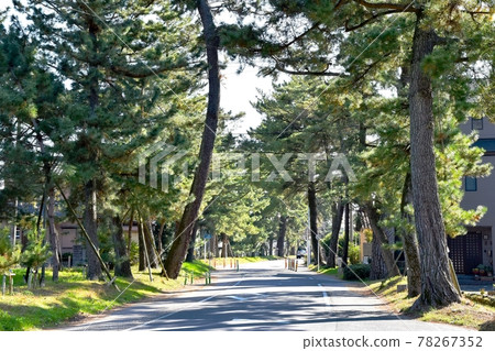 油松樹 油松樹 78267352