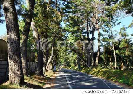 Oil pine trees Oil pine trees 78267353