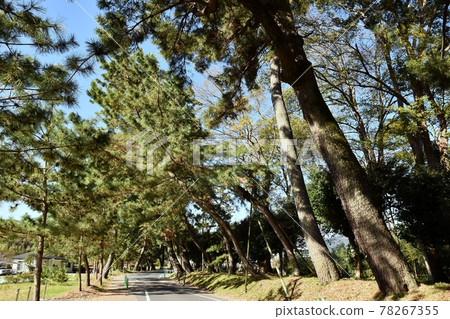 油松樹 78267355