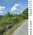 Forest road in the mountains on a sunny day 78267375