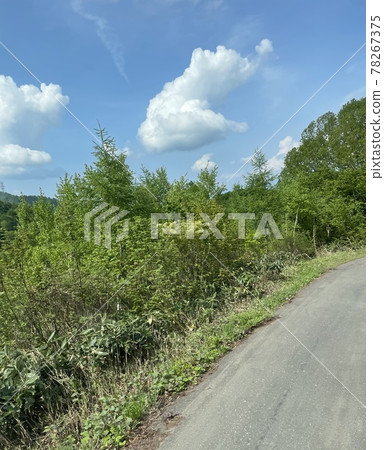 Forest road in the mountains on a sunny day Forest road in the mountains on a sunny day 78267375