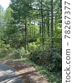 Forest road in the mountains on a sunny day 78267377
