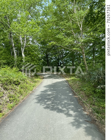 Forest road in the mountains on a sunny day 78267381