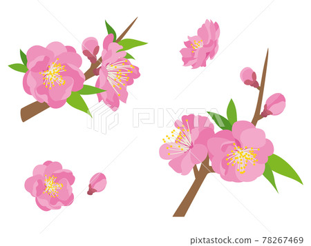 Pink peach blossoms 78267469