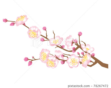 Pink plum blossoms Pink plum blossoms 78267472