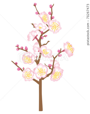 粉紅色的梅花 粉紅色的梅花 78267473