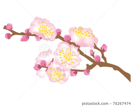 粉紅色的梅花 粉紅色的梅花 78267474