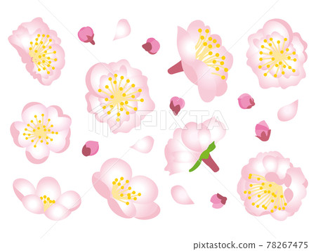 Pink plum blossoms Pink plum blossoms 78267475