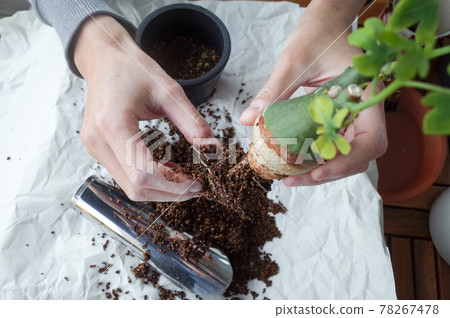 松根幻蝶Chasuble 78267478