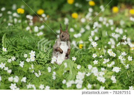 Flower field and squirrel Flower field and squirrel 78267551