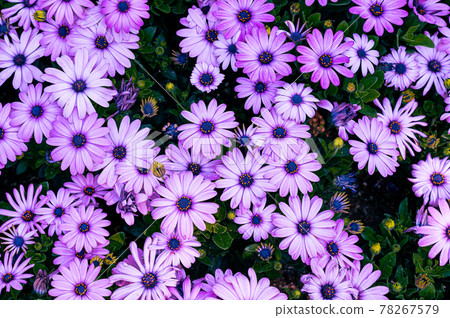 Purple daisy flowers in a field on a warm spring day Purple daisy flowers in a field on a warm spring day 78267579
