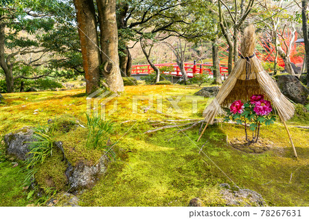 島根縣松江市有志園的粉寒牡丹 78267631