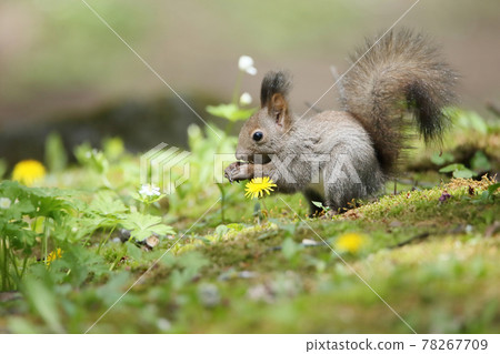 Child squirrel forest 78267709
