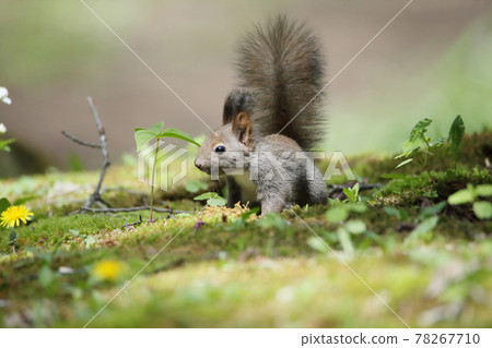 Child squirrel forest Child squirrel forest 78267710