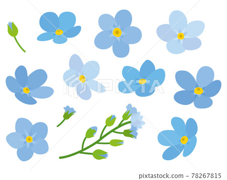 藍色勿忘我花 78267815