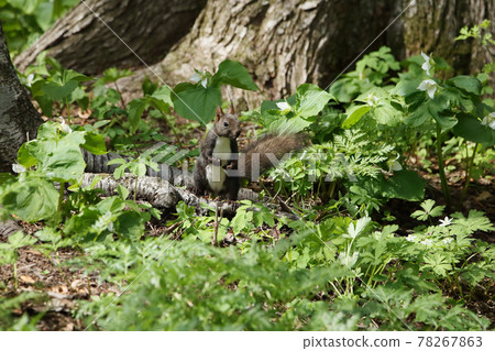 Ezoris no Mori Ezoris no Mori 78267863