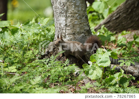 Ezoris no Mori Ezoris no Mori 78267865