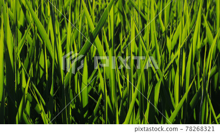 Bright green grass in the sunlight. 78268321