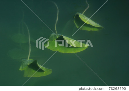 Green in green. Leaves of water lilies. 78268390