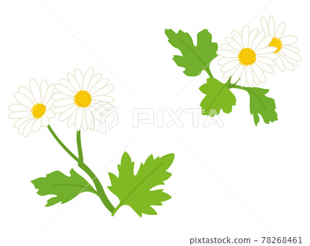 White Noji chrysanthemum flower White Noji chrysanthemum flower 78268461