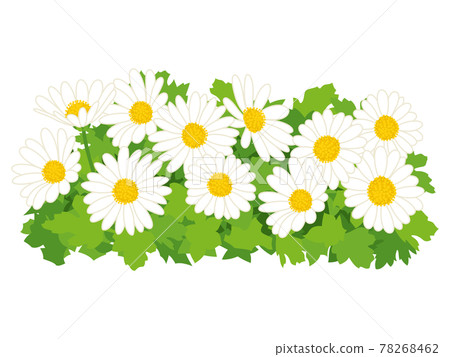 White Noji chrysanthemum flower 78268462