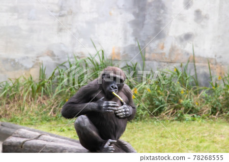 Western lowland gorilla kid playing with a stick Western lowland gorilla kid playing with a stick 78268555