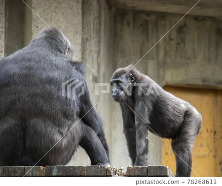 西部低地大猩猩親子交流 78268611