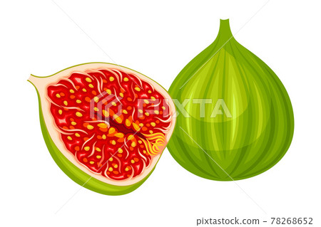 Unripe Common Fig or Ficus Plant Syconium Fruit with Numerous Seeds Vector Illustration Unripe Common Fig or Ficus Plant Syconium Fruit with Numerous Seeds Vector Illustration 78268652