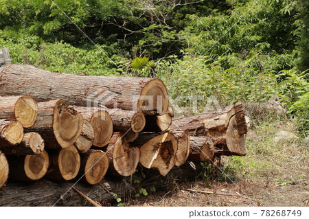 Stacked logs Stacked logs 78268749