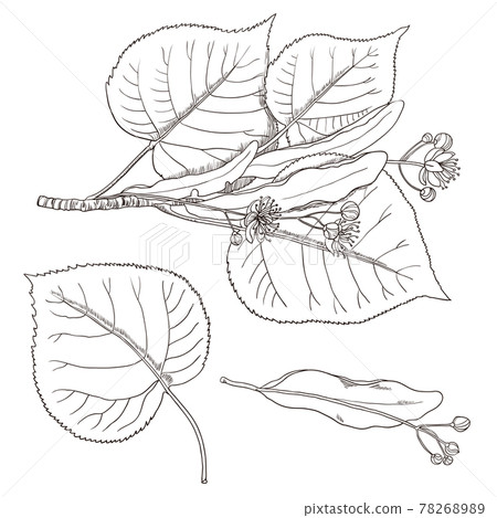 Set of vintage linden flowers and branches. 78268989