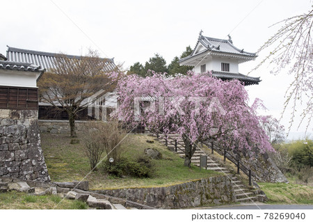 岩村城:山腳下復原的太鼓砲台和盛開的垂枝櫻花 岩村城:山腳下復原的太鼓砲台和盛開的垂枝櫻花 78269040