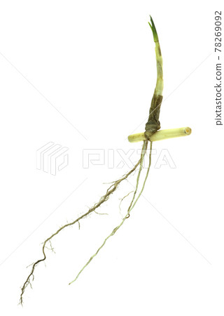 grass root , grass plant with root system isolated on the white background. grass root , grass plant with root system isolated on the white background. 78269092