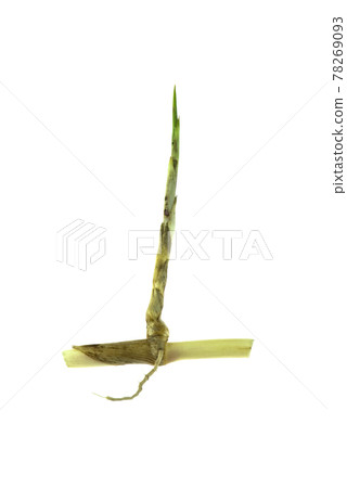 grass root , grass plant with root system isolated on the white background. 78269093