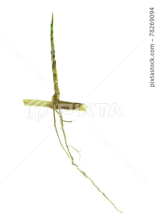 grass root , grass plant with root system isolated on the white background. 78269094