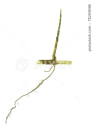 grass root , grass plant with root system isolated on the white background. grass root , grass plant with root system isolated on the white background. 78269096