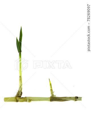 grass root , grass plant with root system isolated on the white background. grass root , grass plant with root system isolated on the white background. 78269097