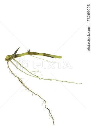 grass root , grass plant with root system isolated on the white background. grass root , grass plant with root system isolated on the white background. 78269098