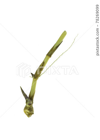 grass root , grass plant with root system isolated on the white background. grass root , grass plant with root system isolated on the white background. 78269099
