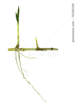 grass root , grass plant with root system isolated on the white background. grass root , grass plant with root system isolated on the white background. 78269100
