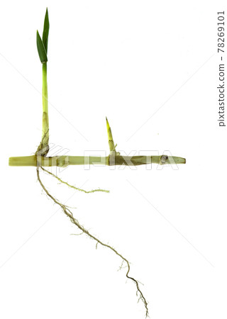 grass root , grass plant with root system isolated on the white background. grass root , grass plant with root system isolated on the white background. 78269101