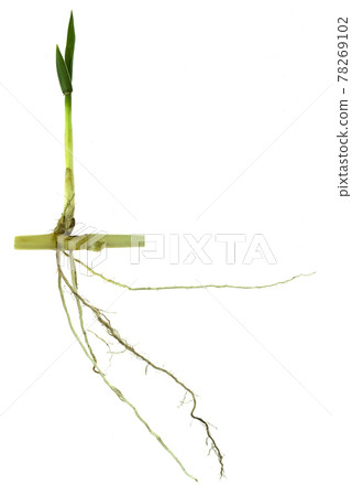 grass root , grass plant with root system isolated on the white background. grass root , grass plant with root system isolated on the white background. 78269102
