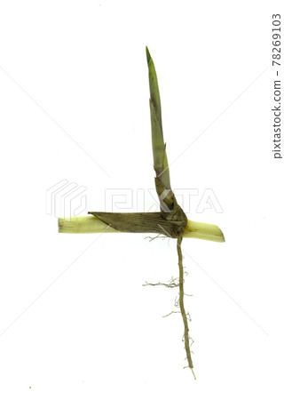 grass root , grass plant with root system isolated on the white background. grass root , grass plant with root system isolated on the white background. 78269103