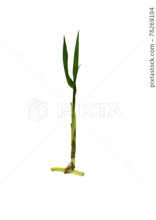 grass root , grass plant with root system isolated on the white background. grass root , grass plant with root system isolated on the white background. 78269104