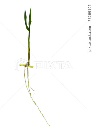 grass root , grass plant with root system isolated on the white background. grass root , grass plant with root system isolated on the white background. 78269105
