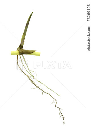 grass root , grass plant with root system isolated on the white background. grass root , grass plant with root system isolated on the white background. 78269108